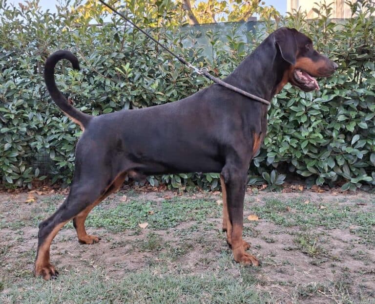 FLYNN DI PERLANERA
