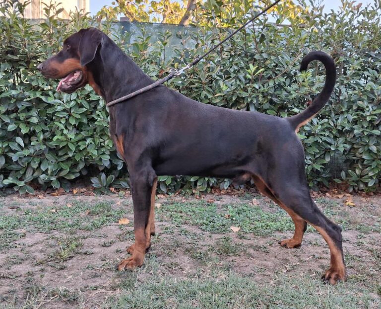 Flynn di Perlanera