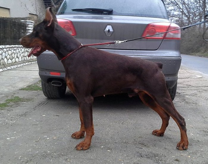 Rufus Di Casa Montenegro