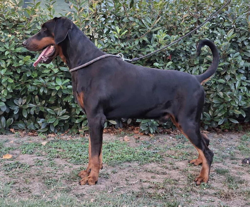 Flynn Di Perlanera