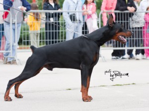 INTCH Ahil Von Schwartzkraft