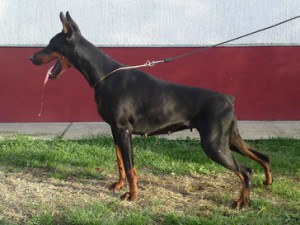 Bocasa Di Casa Montenegro