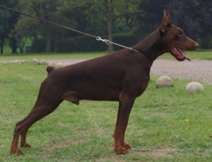Dobergaarden Forever Orlando