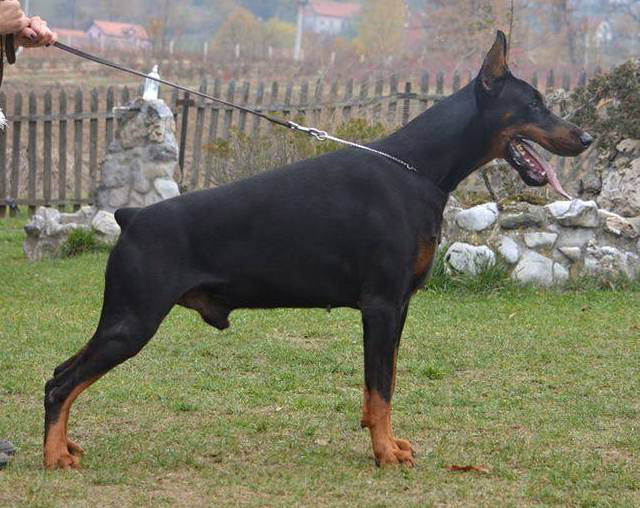 Tahi-Reme Pacino