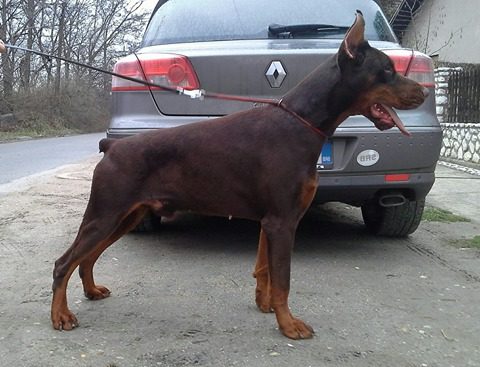 Multi CH Ruffus Di Casa Montenegro