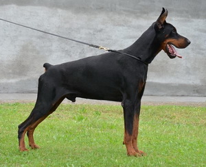CH Sheer Khan V Dunav Stam