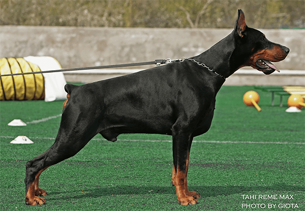 Tahi-Reme-Max