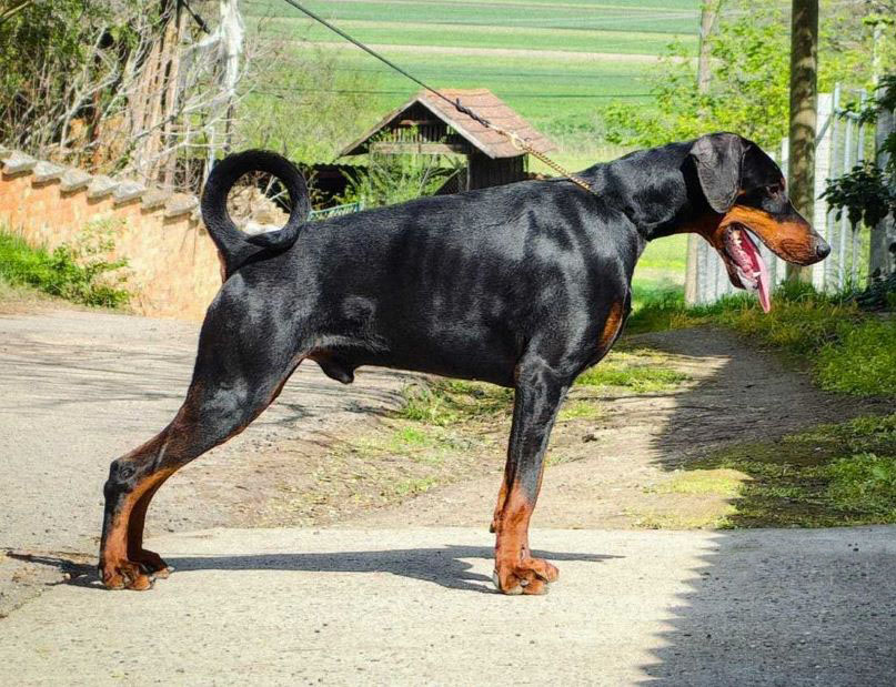 Tahi Reme Arthur
