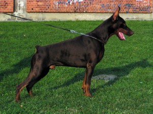 Tsenturion Sant Kreal IDC 2006 Class Winner