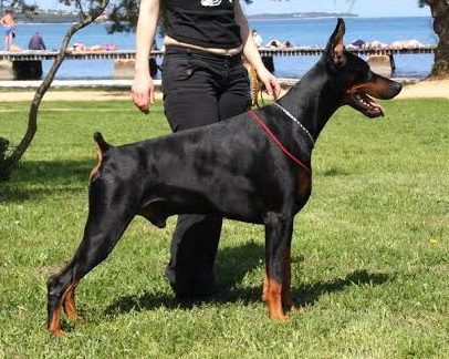 Black Jack Bluffer V Jahrestal