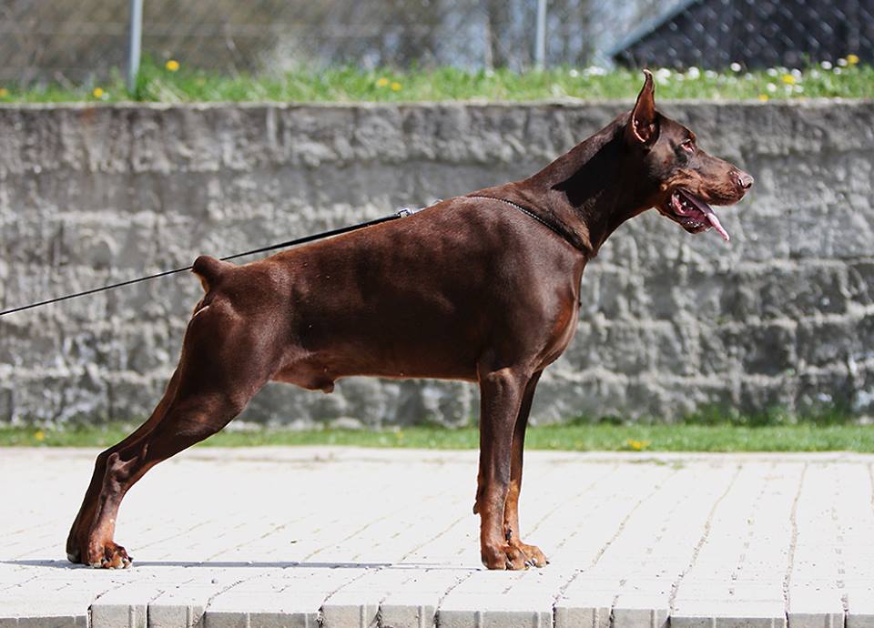 CH Guard Marine De Grande Vinko