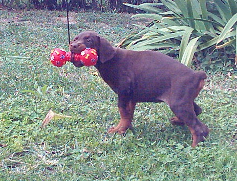 Puppies