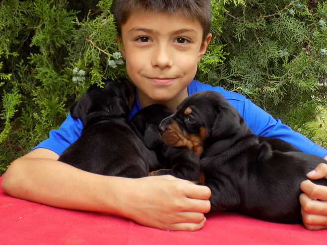 Puppies