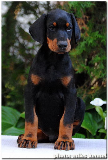 Di Casa Montenegro puppy