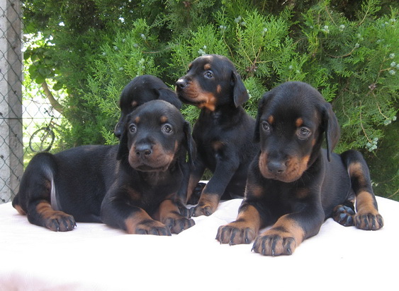 Puppies