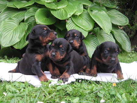 Puppies