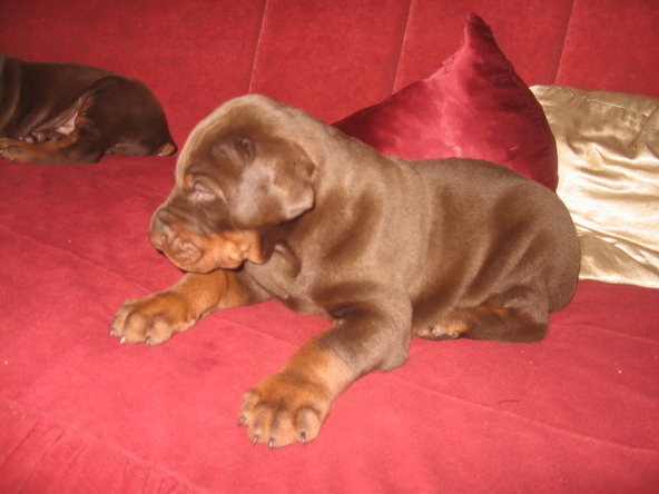 Puppies