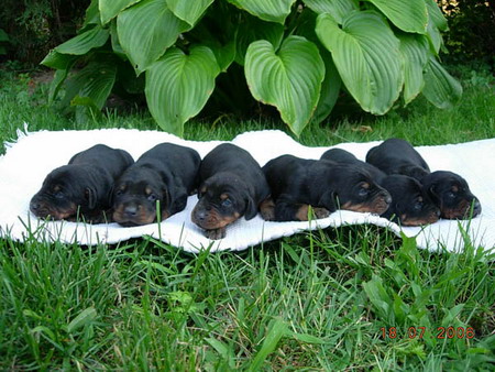 Puppies