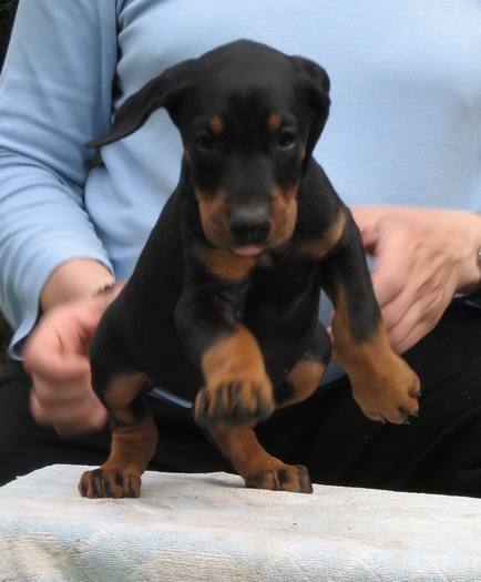 Puppies