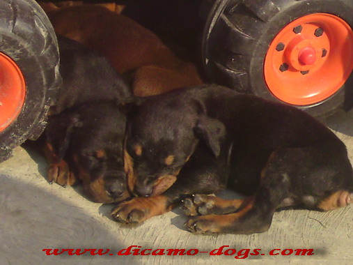 Puppies