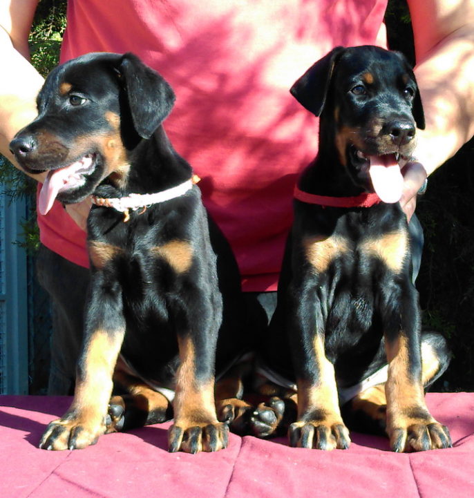 Puppies