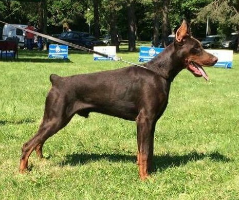Rufus Di Casa Montenegro