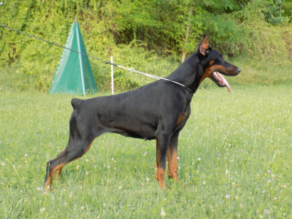 Zara Di Casa Montenegro